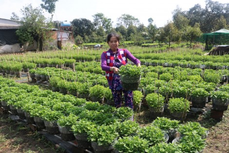 Hợp tác xã hoa kiểng Tân Long A sản xuất nhiều loại hoa mới