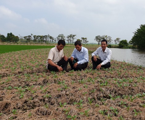 Trồng củ cải trắng thoát nghèo