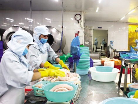 Giá cá tra nguyên liệu tiếp tục 
ở mức thấp
