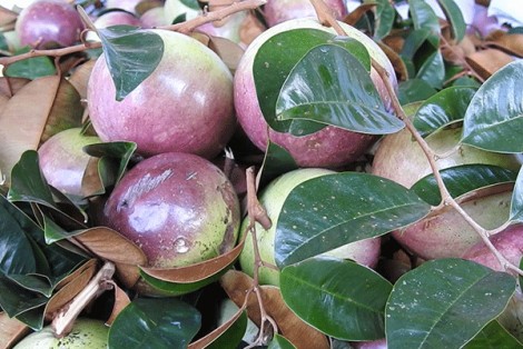 Mùa vú sữa