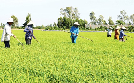 Tái cơ cấu, nâng cao năng lực cho ngành nông nghiệp