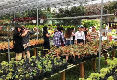 Đau đầu với "bệnh than"