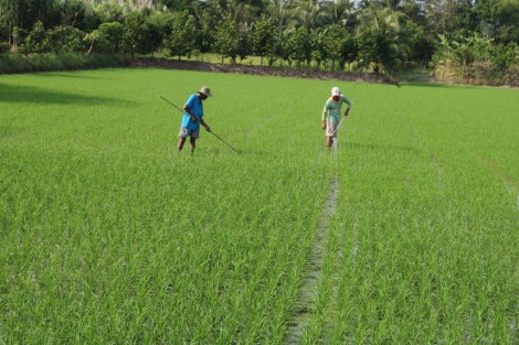 Chủ động phòng chống khô hạn, dịch bệnh trên lúa