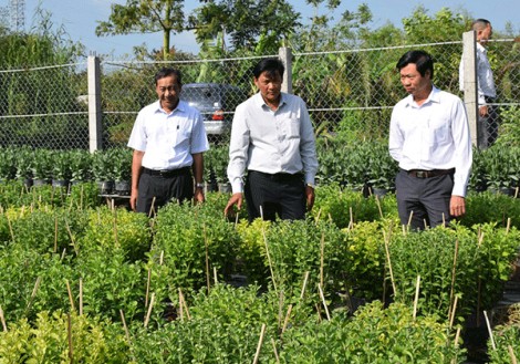 Làng hoa Tân Thới rộn ràng đón Tết