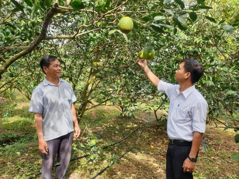 Hỗ trợ nông dân phát triển vườn cây ăn trái