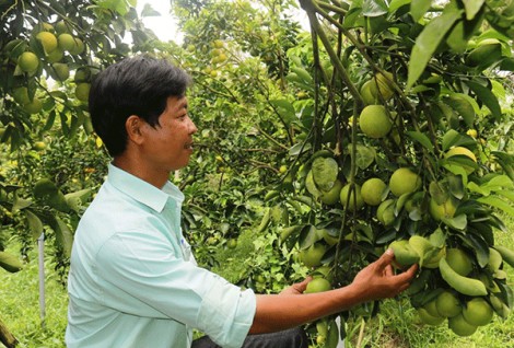 Mở rộng đường ra cho nông sản sạch