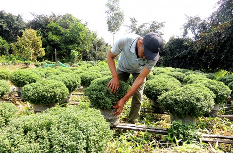 Phát triển bền vững xã nông thôn mới nâng cao Tân Thới