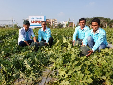 Ra mắt giống dưa hấu không hạt năng suất cao, phù hợp nhu cầu chưng Tết