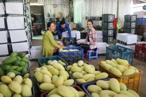 Giá xoài không tăng nhiều vào dịp Tết