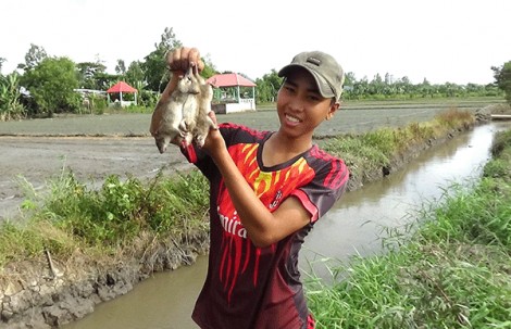 Chuột đồng miền Tây