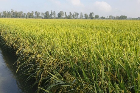 Phòng tránh dịch bệnh phá hại lúa đông xuân