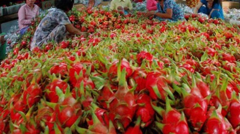 Bộ Công Thương kiến nghị hỗ trợ tiêu thụ nông sản khi xuất khẩu khó khăn bởi nCoV
