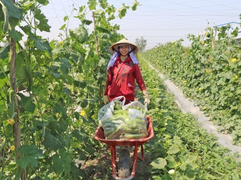 Nông dân phấn khởi vì giá rau quả tăng trở lại