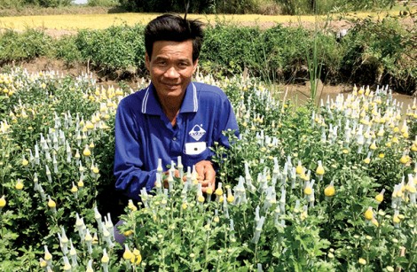 Chuyên canh hoa ở Long Thạnh 2