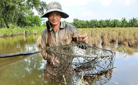 Mặt hàng cua gặp khó do ảnh hưởng dịch COVID-19