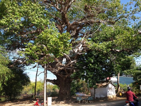 Cây dầu cổ thụ hiếm có ở Trà Vinh