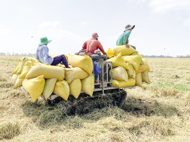 Gần 29.700ha lúa mùa, đông xuân ở ĐBSCL

bị ảnh hưởng do hạn hán, xâm nhập mặn
