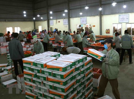 Rà soát sản xuất để điều hành hoạt động xuất khẩu nông sản