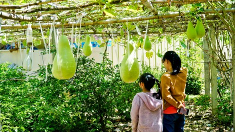 Độc, lạ những trái bầu “siêu to, khổng lồ”