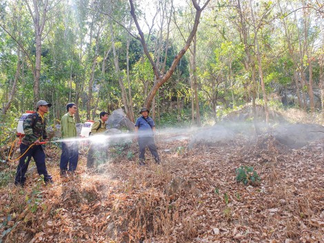 Báo động đỏ tại những cánh rừng ĐBSCL