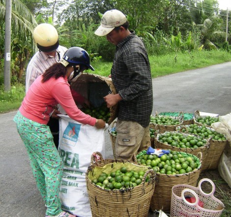Giá chanh tăng do nhu cầu tiêu thụ cao
