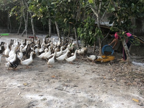 Phòng bệnh cúm gia cầm lây sang người