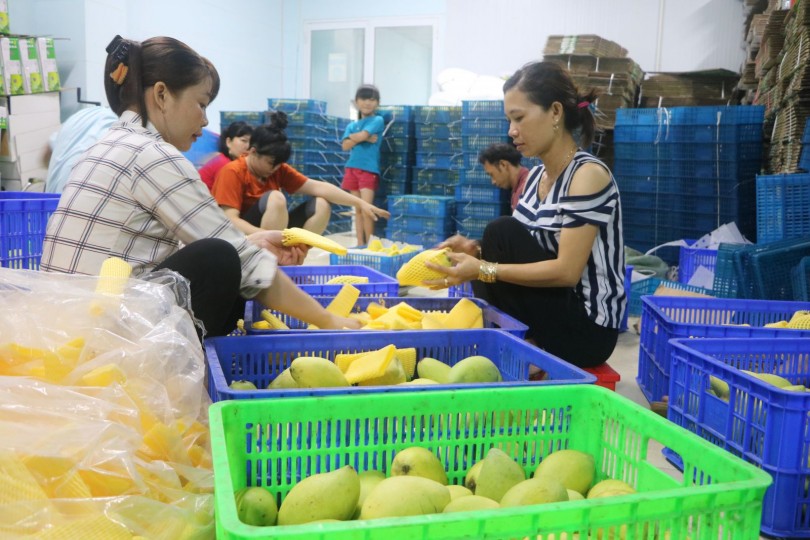 Kết nối doanh nghiệp - nông dân trong tiêu thụ nông sản
