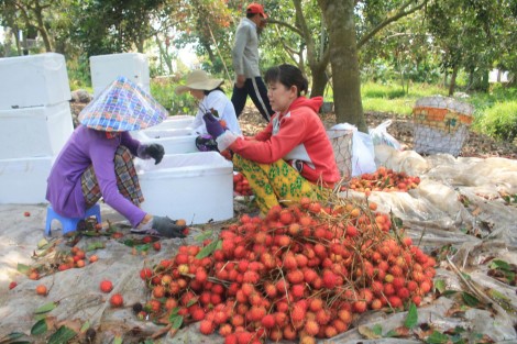Giá chôm chôm tăng mạnh trở lại