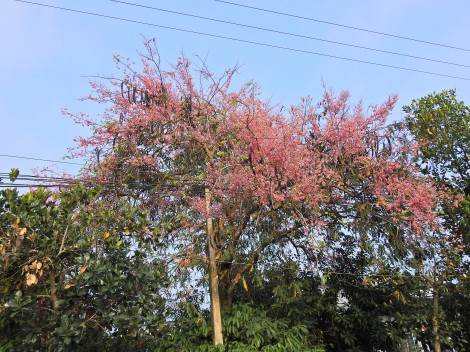 Miền Tây – Mùa ô môi khoe sắc