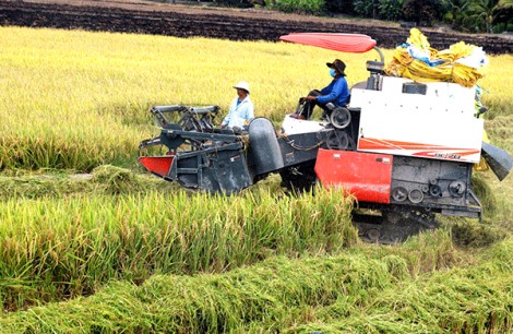 Lúa đông xuân trúng mùa, giá ở mức cao vào cuối vụ