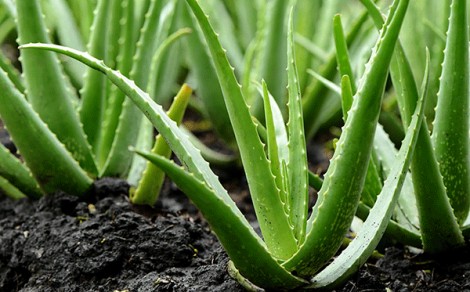 “Bỏ túi” những phương pháp chữa bệnh tại nhà phòng khi thiếu thuốc