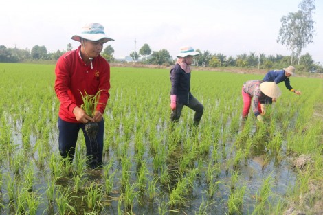 Quyết tâm sản xuất thắng lợi các vụ lúa trong năm
