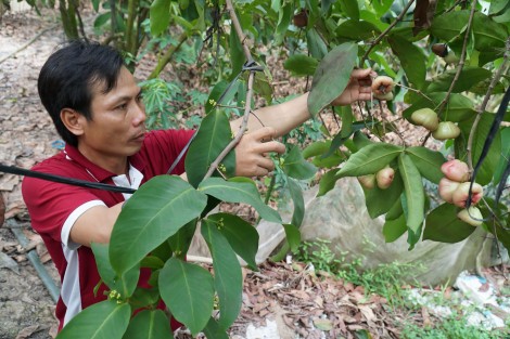 Cựu chiến binh Thốt Nốt thi đua gương mẫu