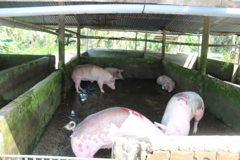 Giá heo hơi tăng hơn 90.000 đồng/kg