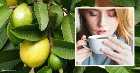 Trà lá ổi - Thức uống rất tốt cho sức khỏe