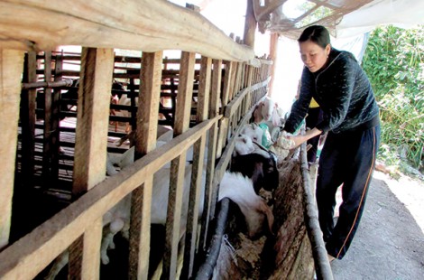Hỗ trợ hội viên phát triển kinh tế gia đình