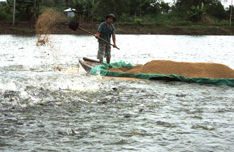 Nuôi trồng, khai thác thủy sản gặp nhiều bất lợi