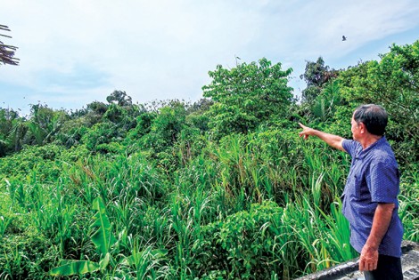 Lão nông mê chim trời