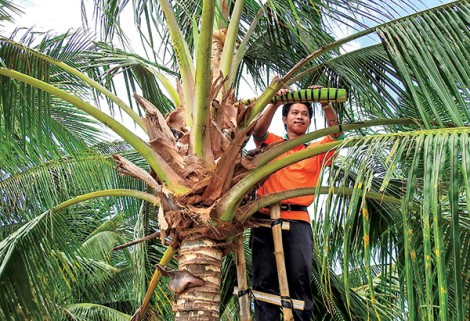 Độc đáo nghề “mát-xa hoa dừa” lấy mật