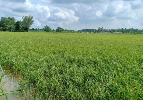Các trường hợp không được cấp Giấy chứng nhận quyền sử dụng đất