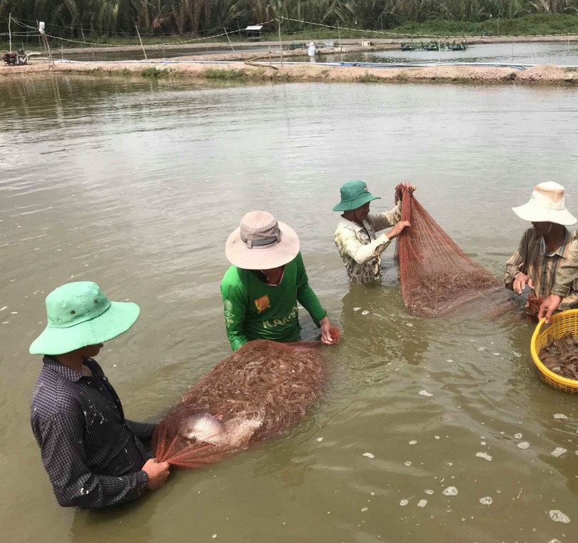 Tháo gỡ khó khăn, phát triển ổn định ngành tôm