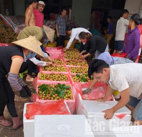 Bắc Giang: Giá vải sớm tăng cao, 35 nghìn đồng/kg