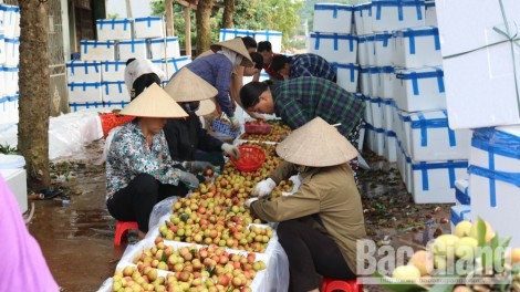 Bắc Giang: Đề xuất Bộ Công Thương đồng chủ trì hội nghị trực tuyến xúc tiến tiêu thụ vải thiều năm 2020