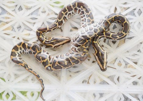 ពស់ថ្លា​ន់ក្បាល​ពី​រ
