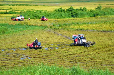 Nghề “hót” trong mùa khô hạn ở Cà Mau