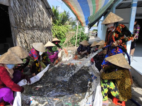 Nhộn nhịp mùa thu hoạch tôm càng xanh