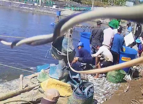 Cà Mau điều tra vụ gian lận trong thu mua tôm