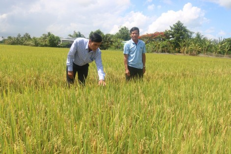 Sản xuất lúa gạo hướng đến đáp ứng nhu cầu thị trường