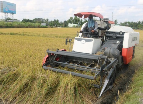 Chủ động thu hoạch, bảo vệ lúa trước diễn biến bất lợi của thời tiết