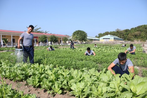 Rau xanh trên mảnh đất nhiễm phèn